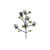 plantedcotton3harvest.png